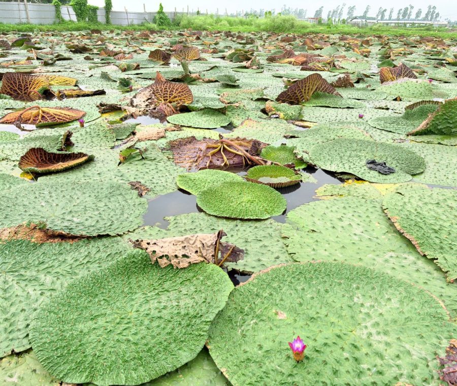img-makhana-(7)